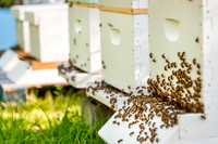 Beekeeping at Black Paw Farm and Apiary